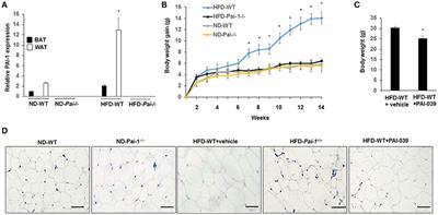 PAI-1 Exacerbates White Adipose Tissue Dysfunction and Metabolic Dysregulation in High Fat Diet-Induced Obesity